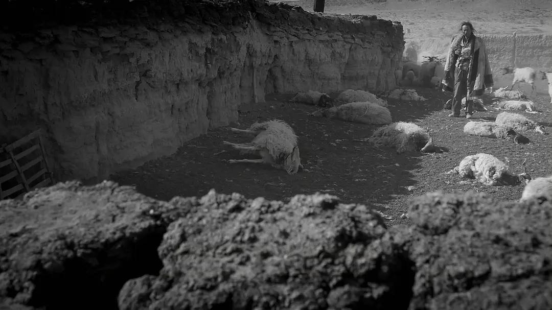 40岁牧羊人被发廊妹骗去16万血汗钱，这电影后劲太大