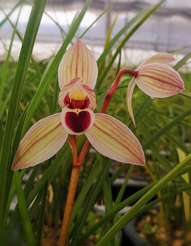 2023莲瓣兰心心相印什么价格,2020年莲瓣兰心心相印价格