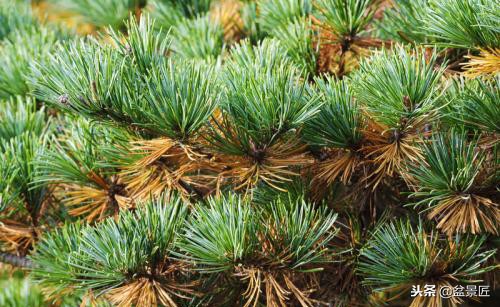 松柏盆景叶子黄了怎么办,松树盆景的松针发黄