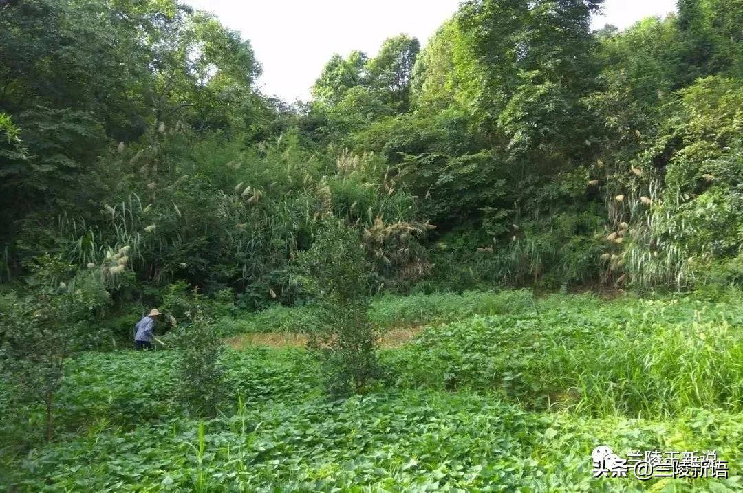 清明追思奶奶图片,清明怀念已故奶奶短句