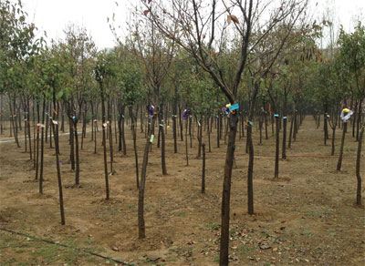 插柳枝是清明节的习俗吗,清明节的习俗有哪些全部