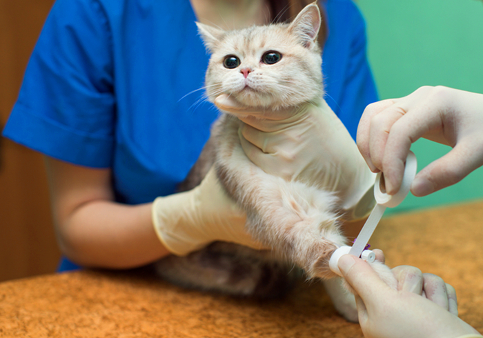 猫咪突然休克,猫咪突然抽搐休克直接失去心跳