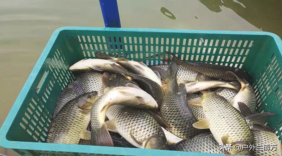 黑坑钓鱼鱼怎么样才不开口,黑坑垂钓如何避开小鱼