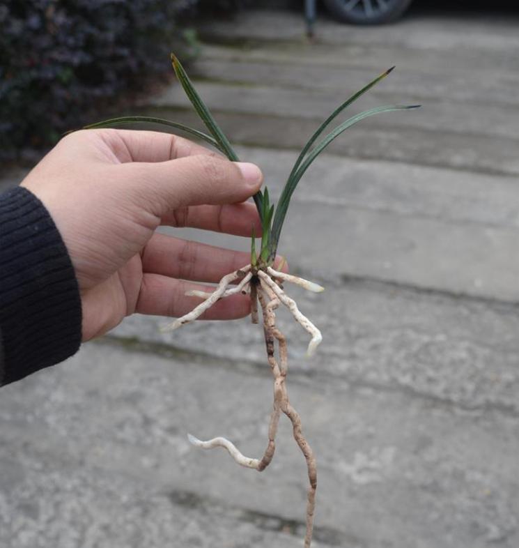 兰花国荷和王氏素荷哪个好,粉荷素兰花多少钱一苗