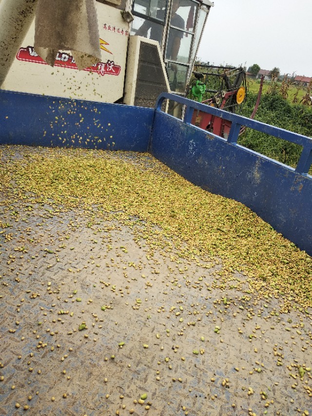 小龙虾专用黄豆,黄豆喂小龙虾视频教程