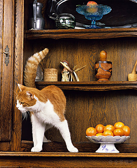 中国古代猫的品种大全带图片,古代名猫花名册