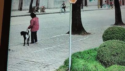 一只导盲犬要训练多久,导盲犬入住酒店被拒不带眼珠子