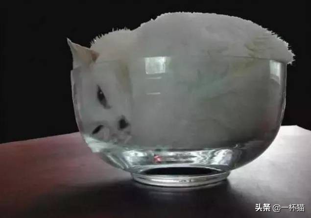 一根猫、一滩猫、一架猫，喵星人逆天姿势大全