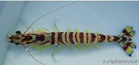 大连什么品种的虾好吃,大连哪里的虾最正宗