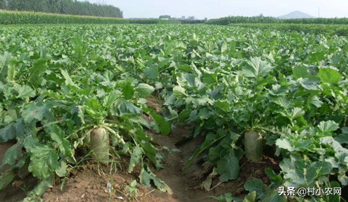 农村种植什么赚钱不愁销路,农村最赚钱的种植创业项目有哪些