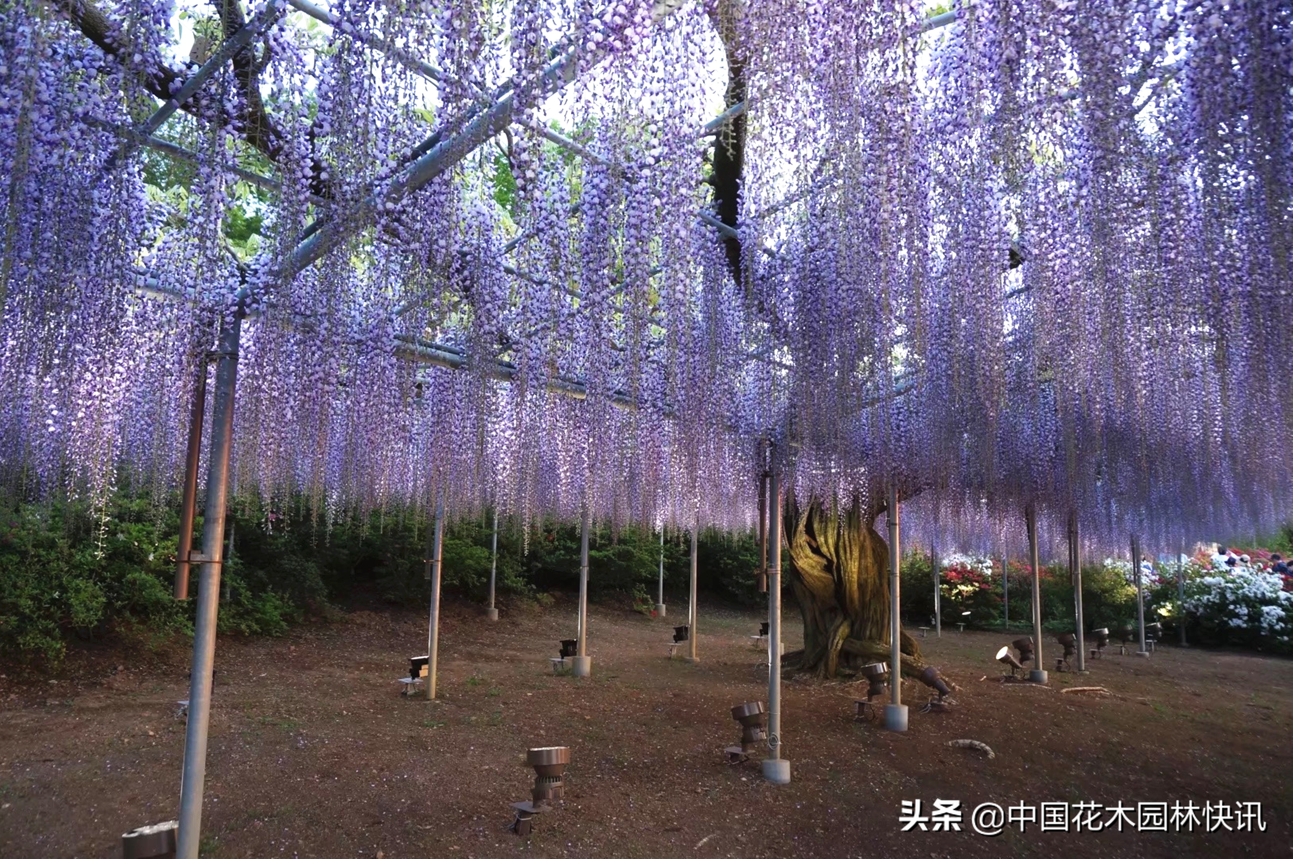 日本最美紫藤园,日本紫藤花美景