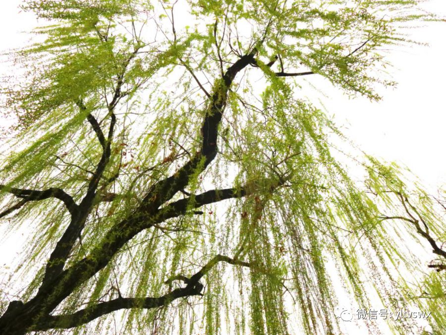 杨凌现状,杨凌最新照片