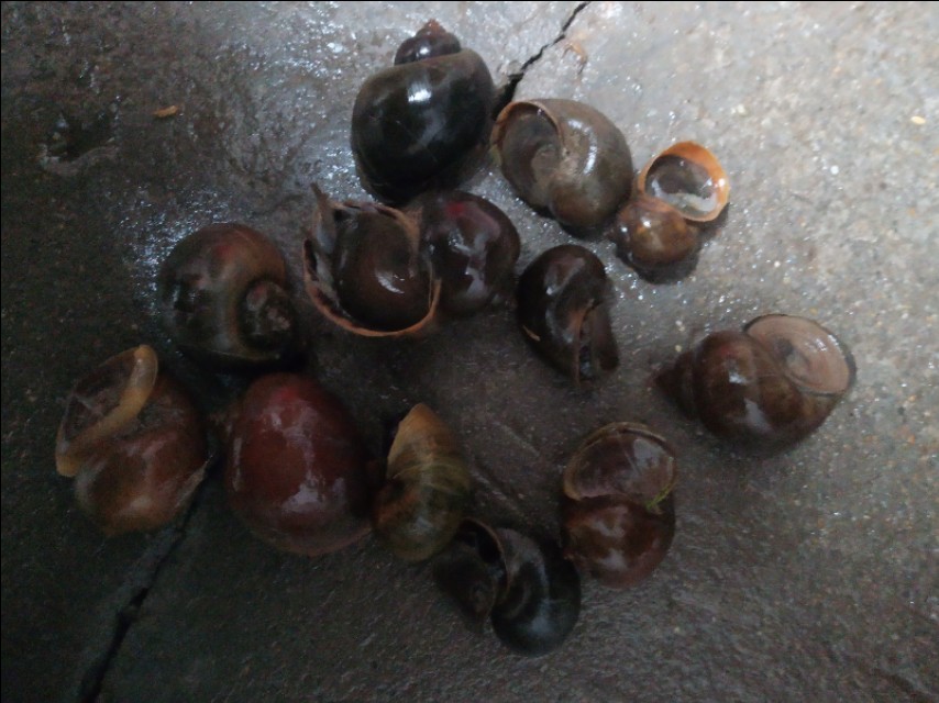 没养殖搞什么最赚钱呢,创业养小龙虾遇到的困难和问题