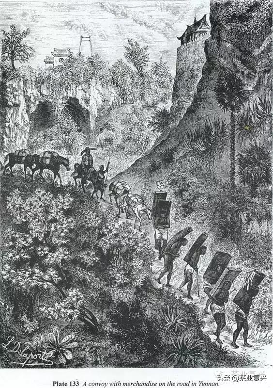 熟茶知识,熟茶的基本知识及讲解