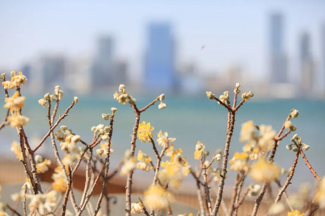 西海岸北国之春,期待春暖花开的西海岸
