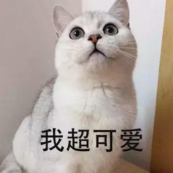 新手养猫养美短还是英短好,养猫手册如何养好一只英短蓝猫
