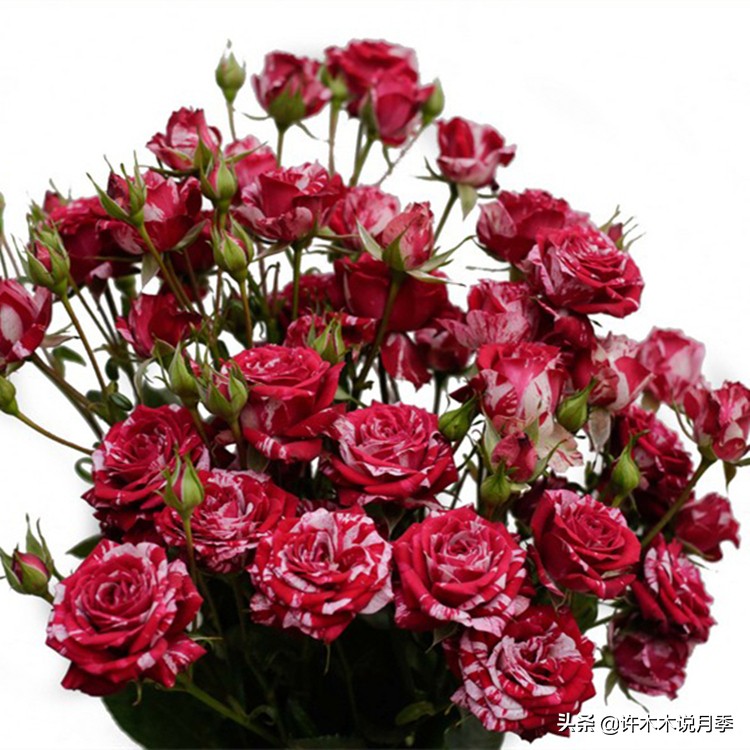切花大全100种,鲜花大全50种花的花语