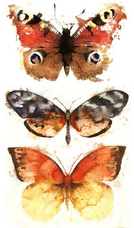 五彩缤纷的蝴蝶图片,五彩斑斓的漂亮的蝴蝶