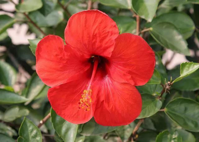 各国国花及其寓意,各国国花和象征意义