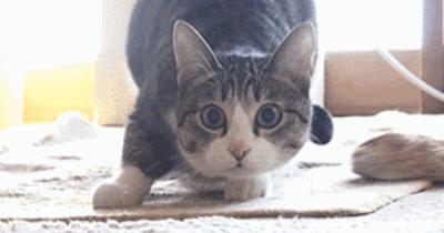 猫咪视力冷知识,为什么猫咪眼睛看起来不清澈