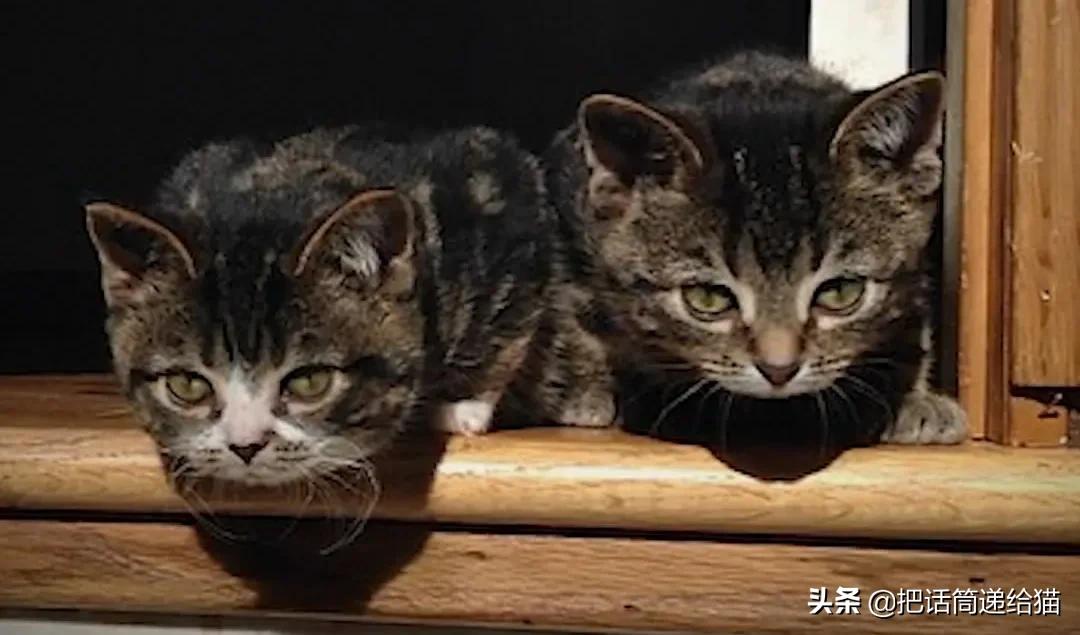 猫兄妹可爱视频,矮脚猫兄妹