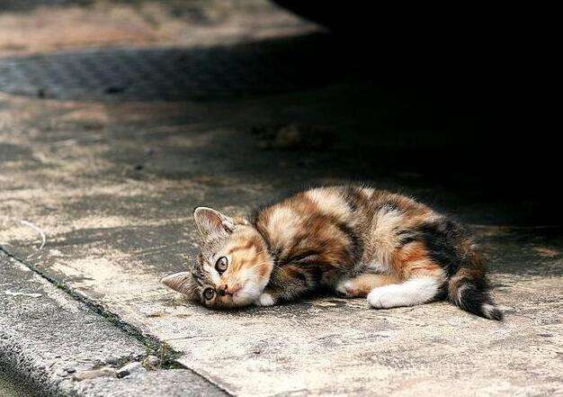 流浪猫被虐待爪子只剩骨头,流浪猫被杀爱猫人士哭泣