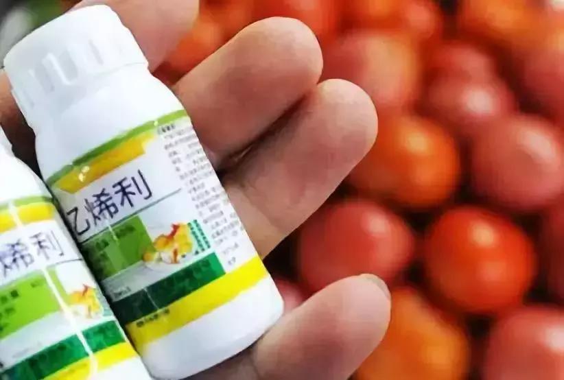 关于吃西瓜感染病毒,西瓜感染h7n9病毒