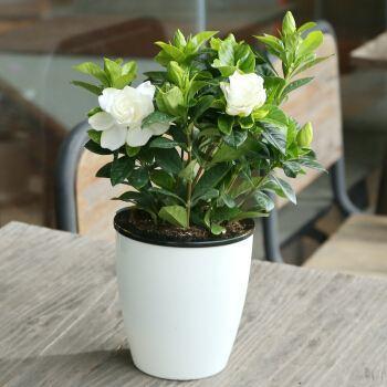 栀子花种子怎么种上就出芽了,栀子花从种子到开花生长过程