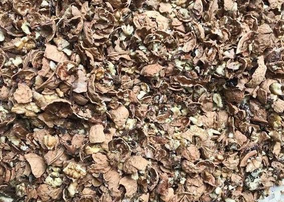 家庭盆栽土壤不透气怎么办？核桃壳、瓜子皮一用，烂根问题不在