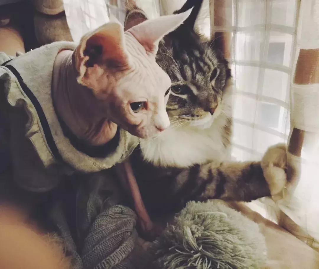 NOV007|饲养员@冯早早