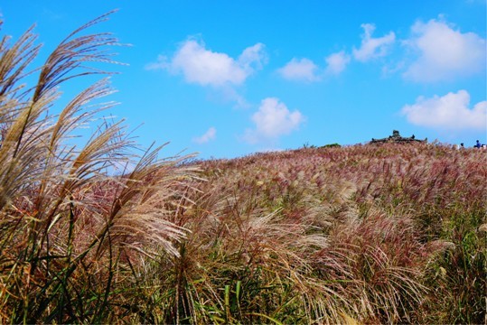 韩国济州岛主题公园图片,去韩国济州岛需要签证吗