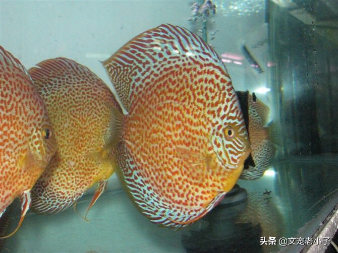 德松七彩神仙鱼如何饲养,七彩神仙鱼和雷龙鱼混合饲养