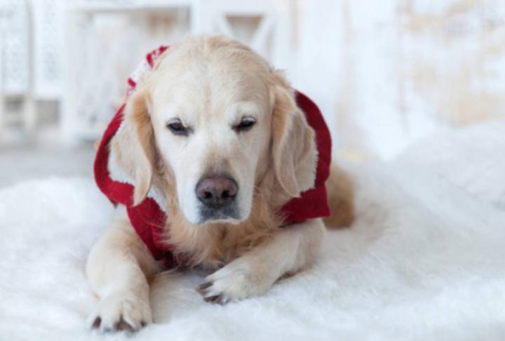 狗狗流清鼻涕怎么办最有效,狗狗咳嗽流清鼻涕怎么回事