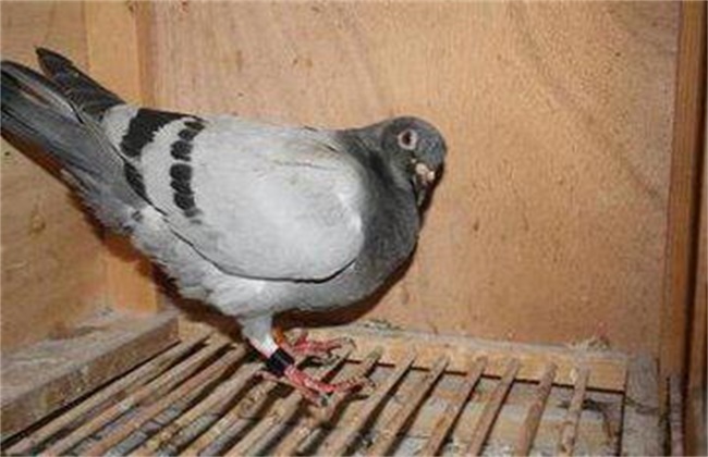 阿莫西林治鸽子歪脖病吗,鸽子歪脖怎么治疗好得快啊