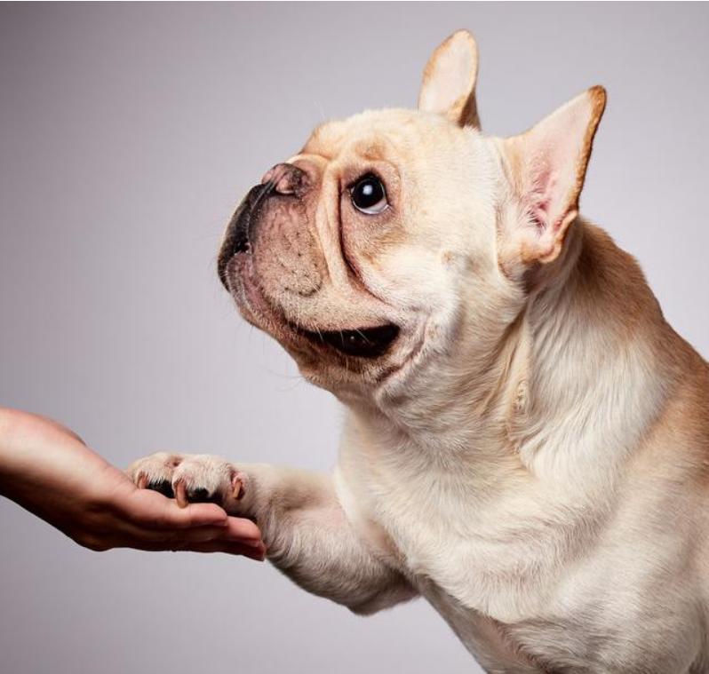 养法斗的10大忌,新手法斗怎么养