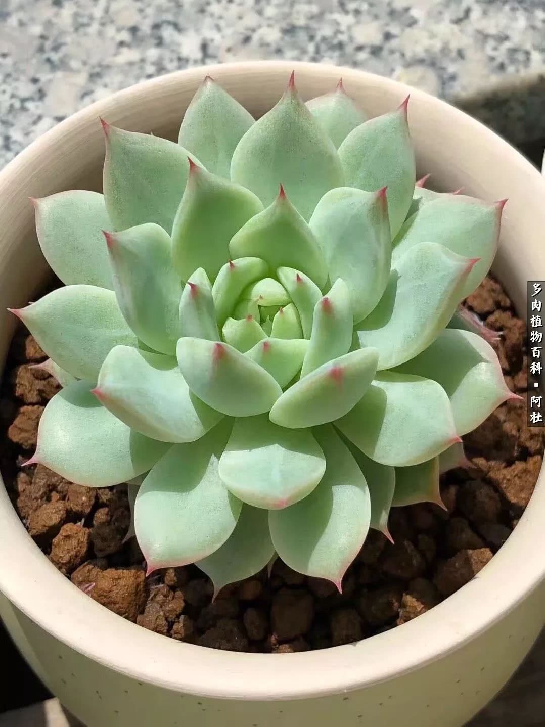 多肉有毒没毒,多肉有毒有毒