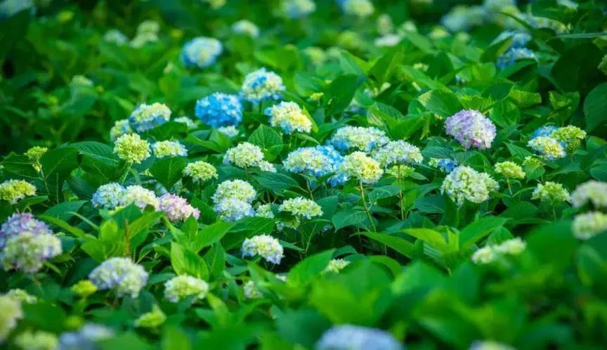 美美美！余杭七大花海组团来袭，遍地繁花好似人间仙境