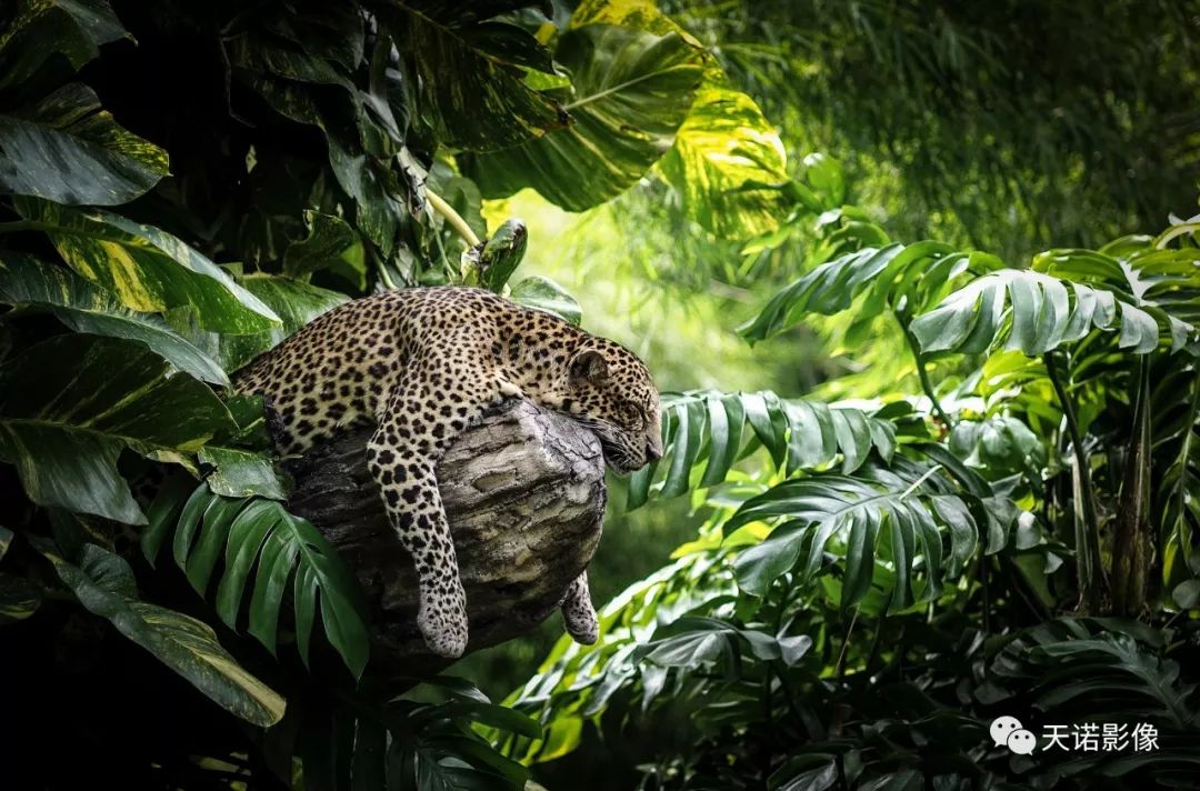 寰曞崱s2180瀹氱劍闀滃ご浠锋牸,寰曞崱m绯诲垪闀滃ご澶у叏