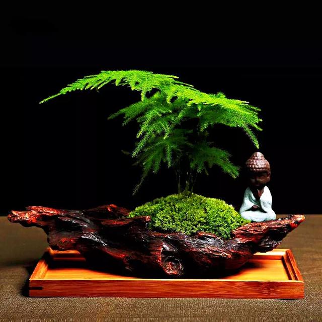 文竹文竹,文竹青翠欲滴