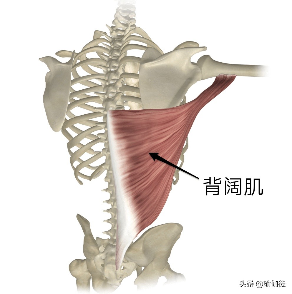 瑜伽背部的力量训练有哪些,瑜伽背阔肌激活