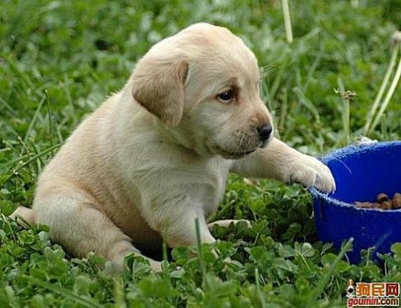 鐙楃嫍澶у叏鍙埍,鍙埍鐨勫皬鐙楃嫍閫佺粰鐖辩嫍浜哄＋