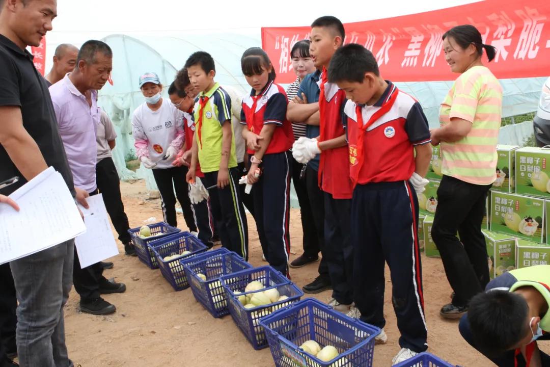 黑柳子白梨脆甜瓜直播,黑柳白梨脆