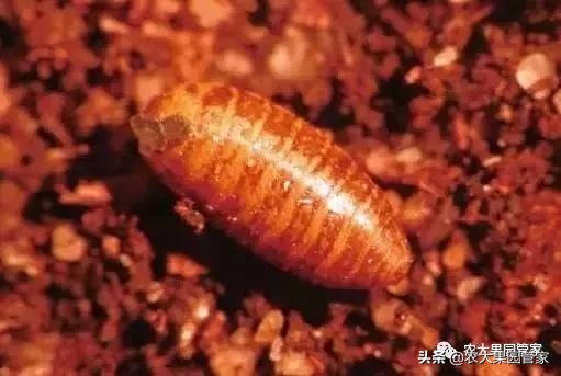 果实蝇危害山楂树吗,防治果实蝇最好方法