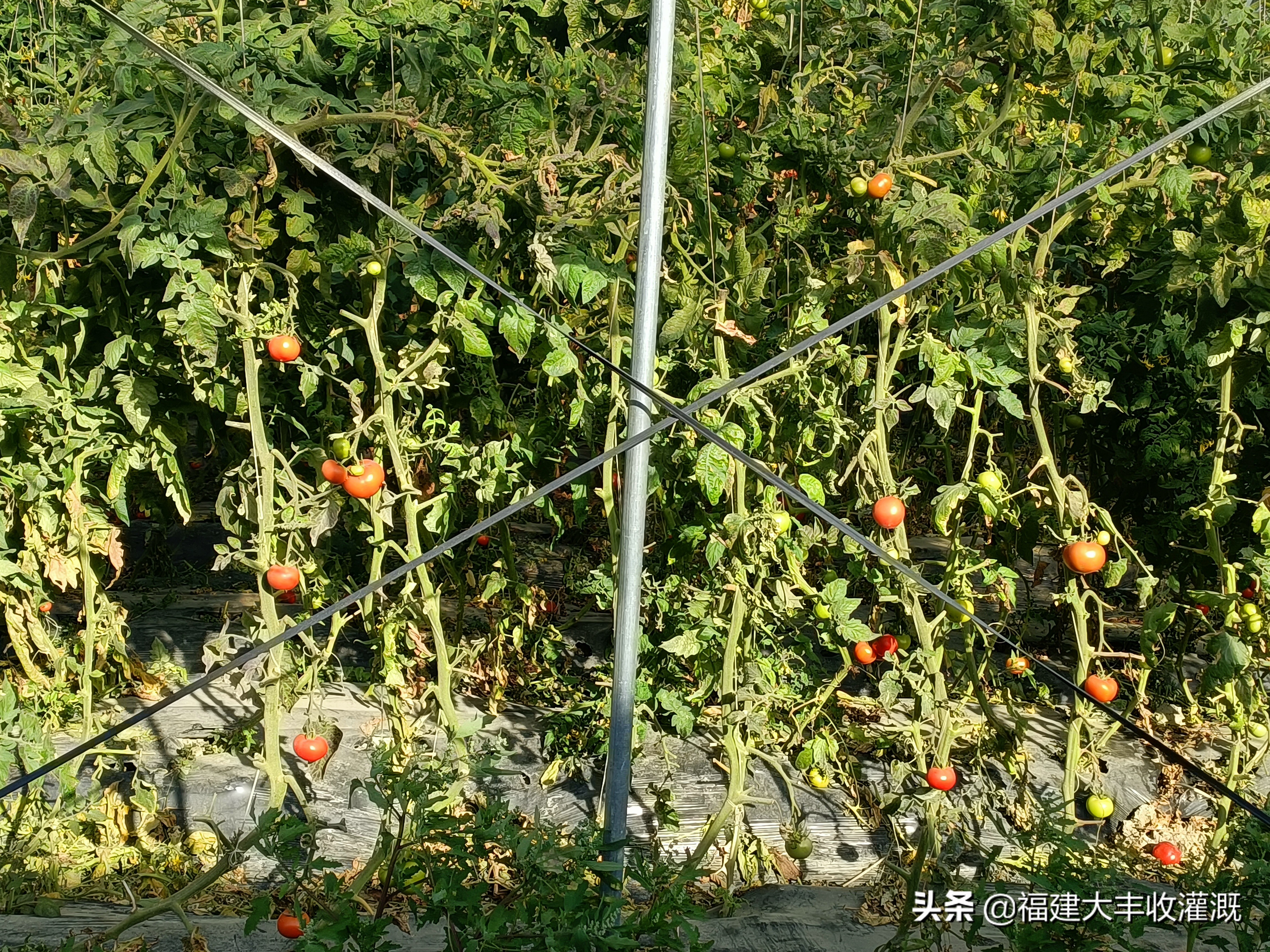 微喷注意事项,微喷带怎么使用