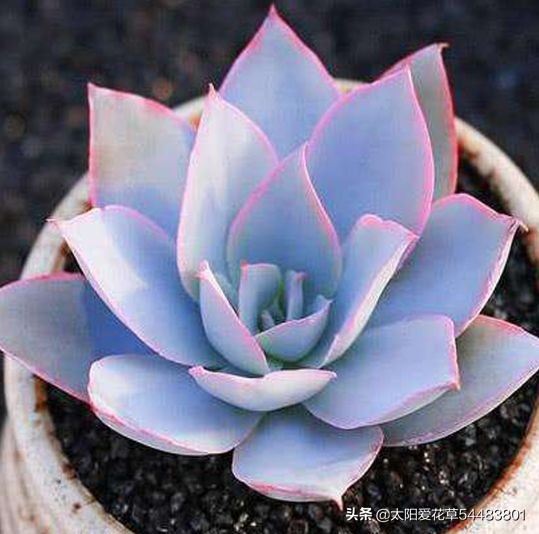 怎么养殖多肉广寒宫?掌握5个小妙招,株型紧凑又漂亮