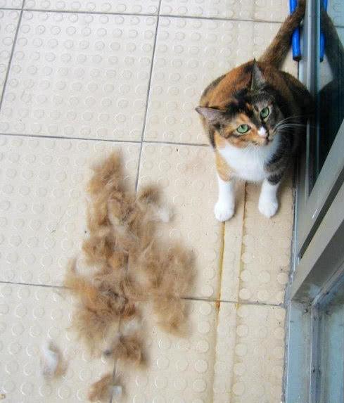 猫咪掉毛铲屎官怎么办,怎样解决猫咪掉毛非常严重的情况