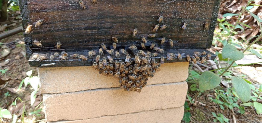 蜜蜂喜欢在什么样的地方居住,蜜蜂一般在野外哪些地方