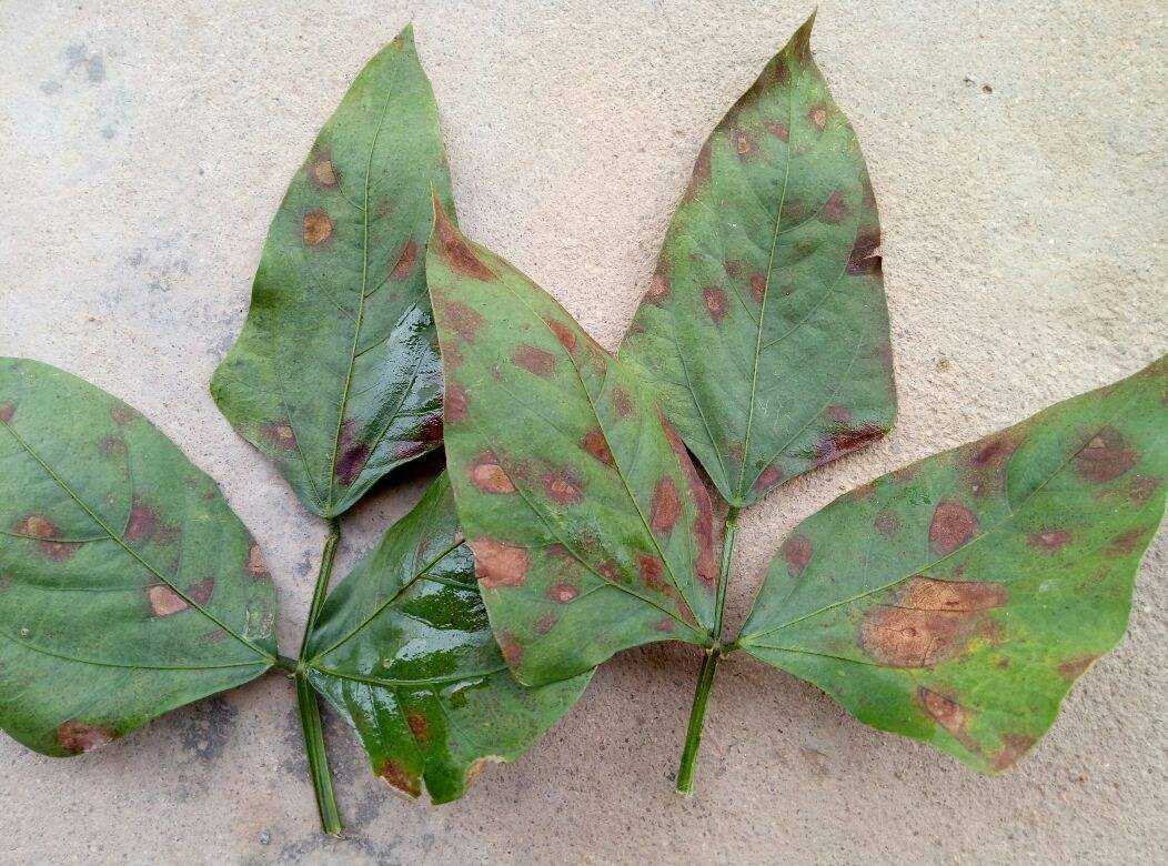 豆角的病虫害防治全过程,现在豆角要防治什么虫