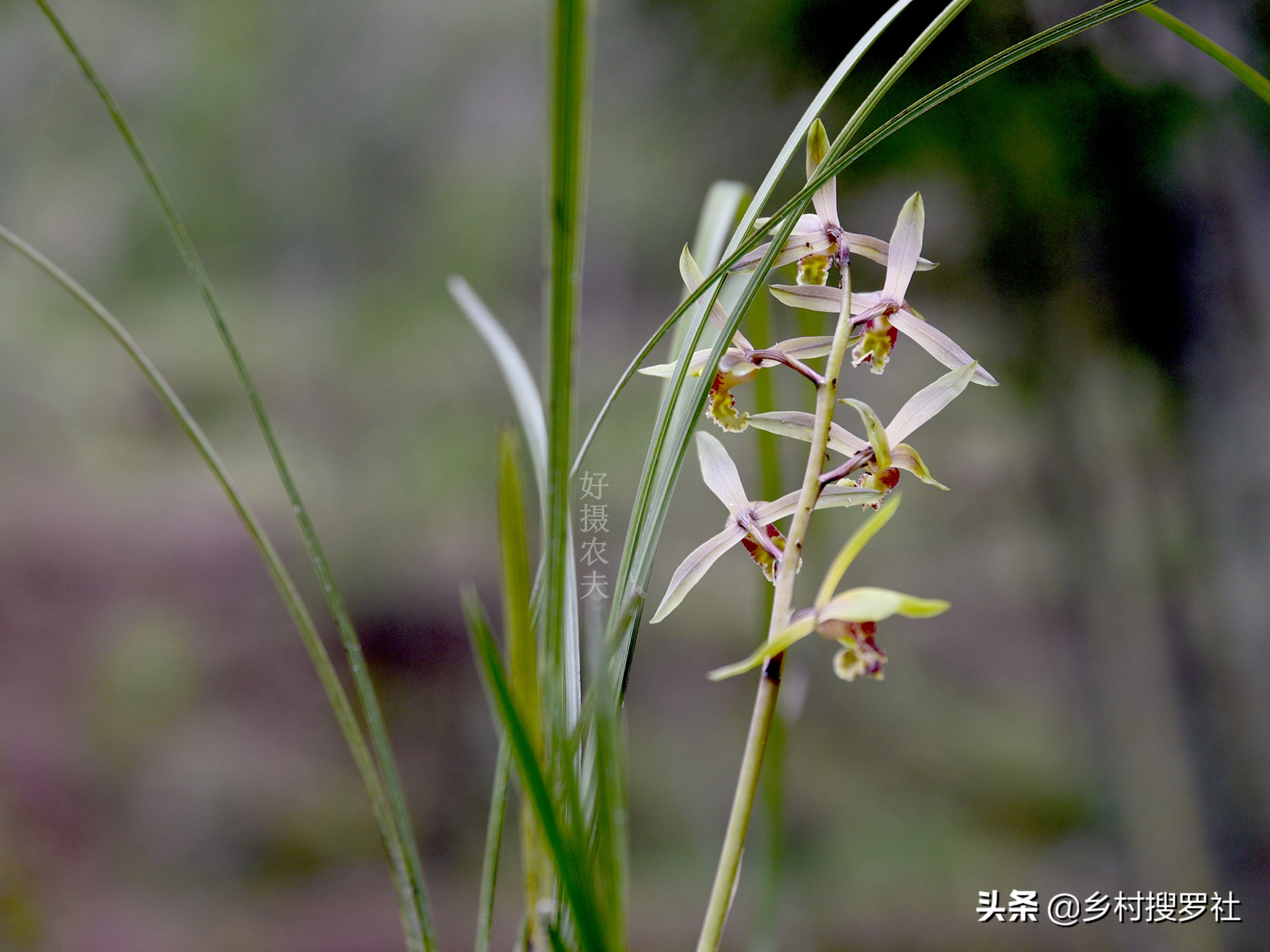 蕙兰生长最快最好的方法,蕙兰怎么养能使蕙兰变翠绿