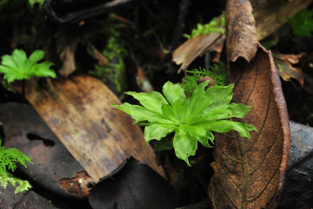 吃毒菇、睡蛇窝,只为挖一堆草,这个重庆博士要做当代神农